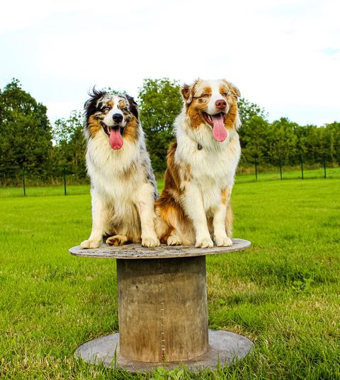 camping-qui-accepte-les-chiens-angles-camping-vendée-animaux-admis