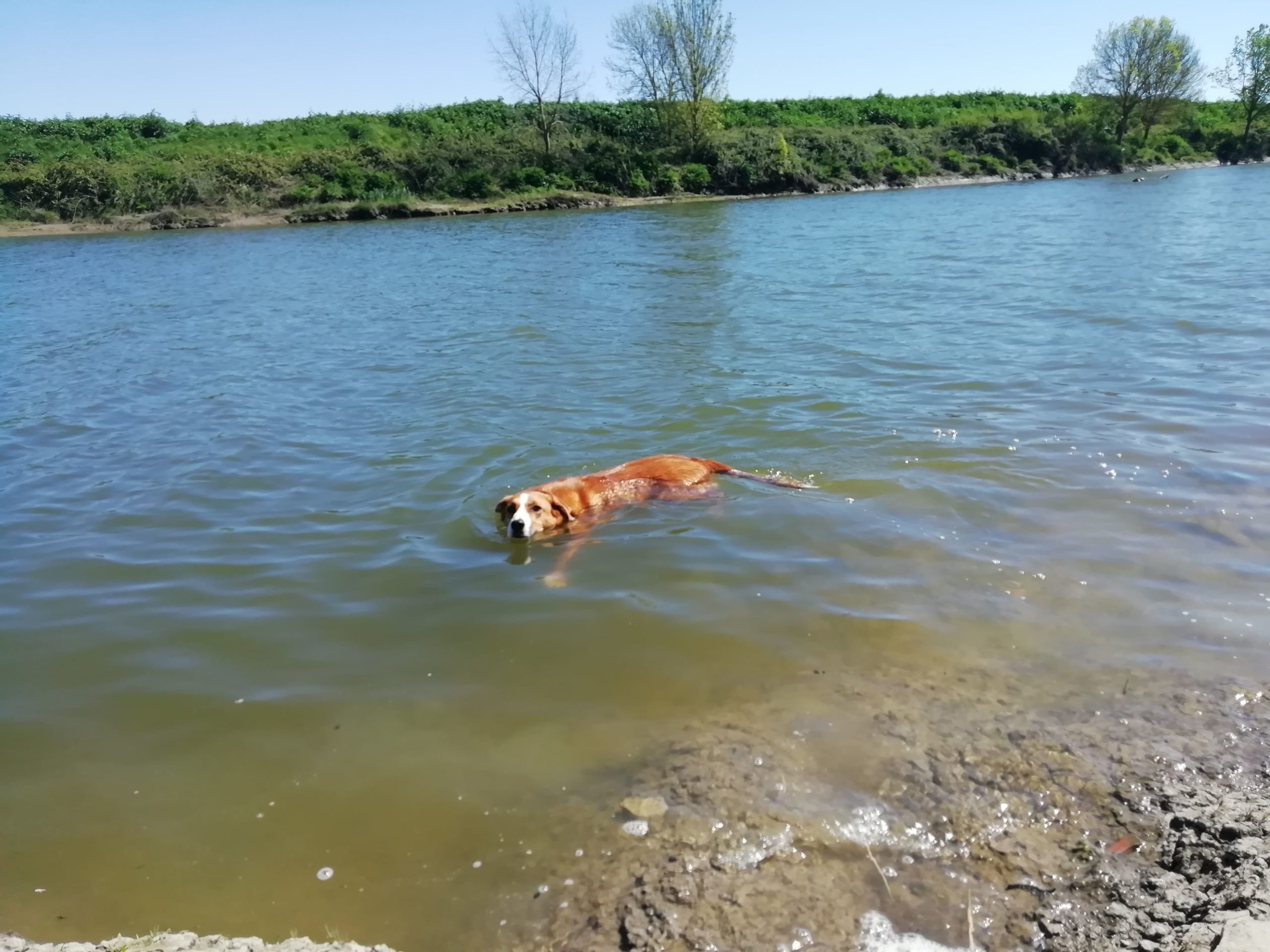 lovely-dogs-baignade-camping-avec-chien-le-port-de-moricq.jpg