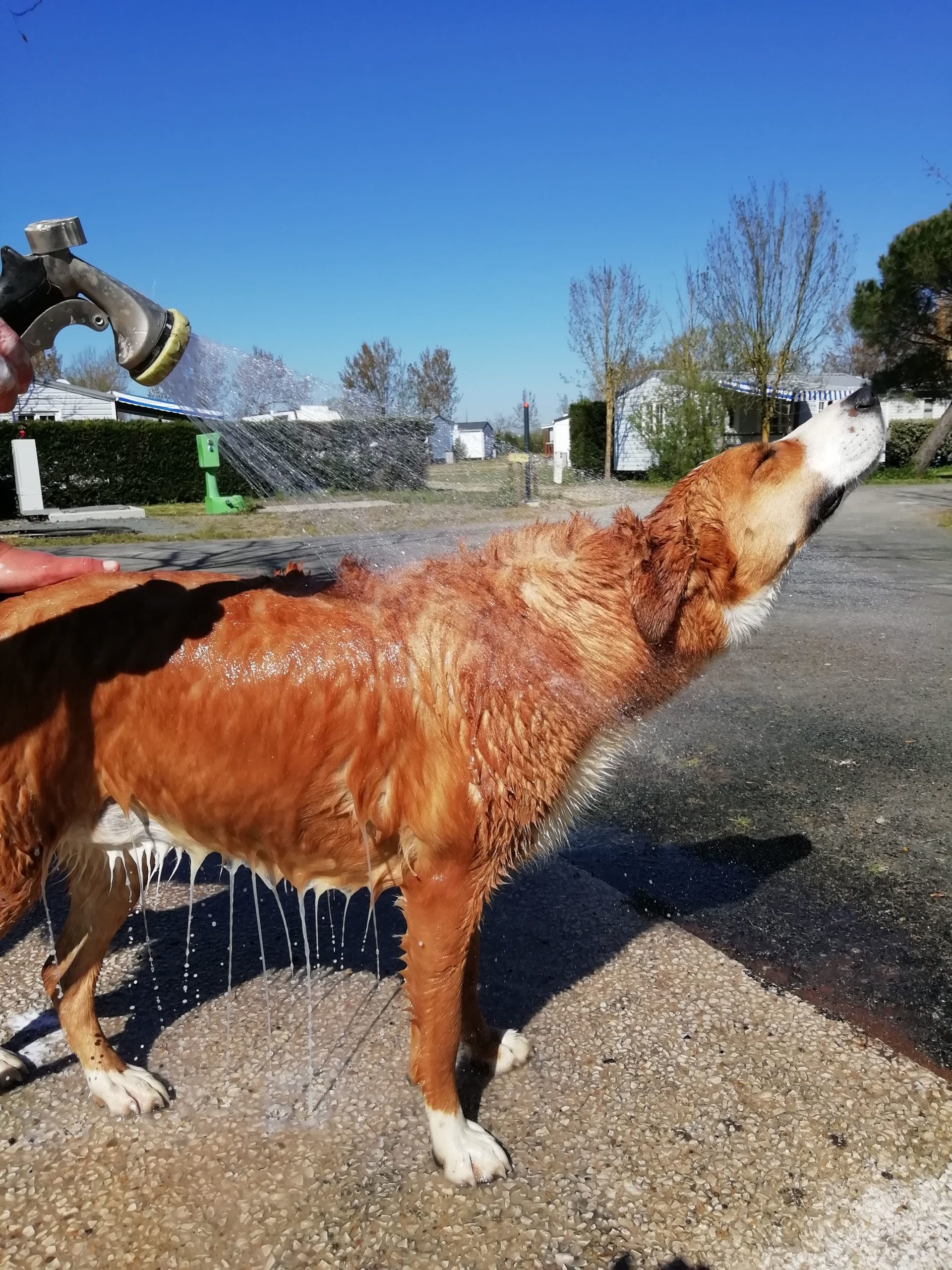 lovely-dogs-toutoudouche2-camping-avec-chien-le-port-de-moricq.jpg