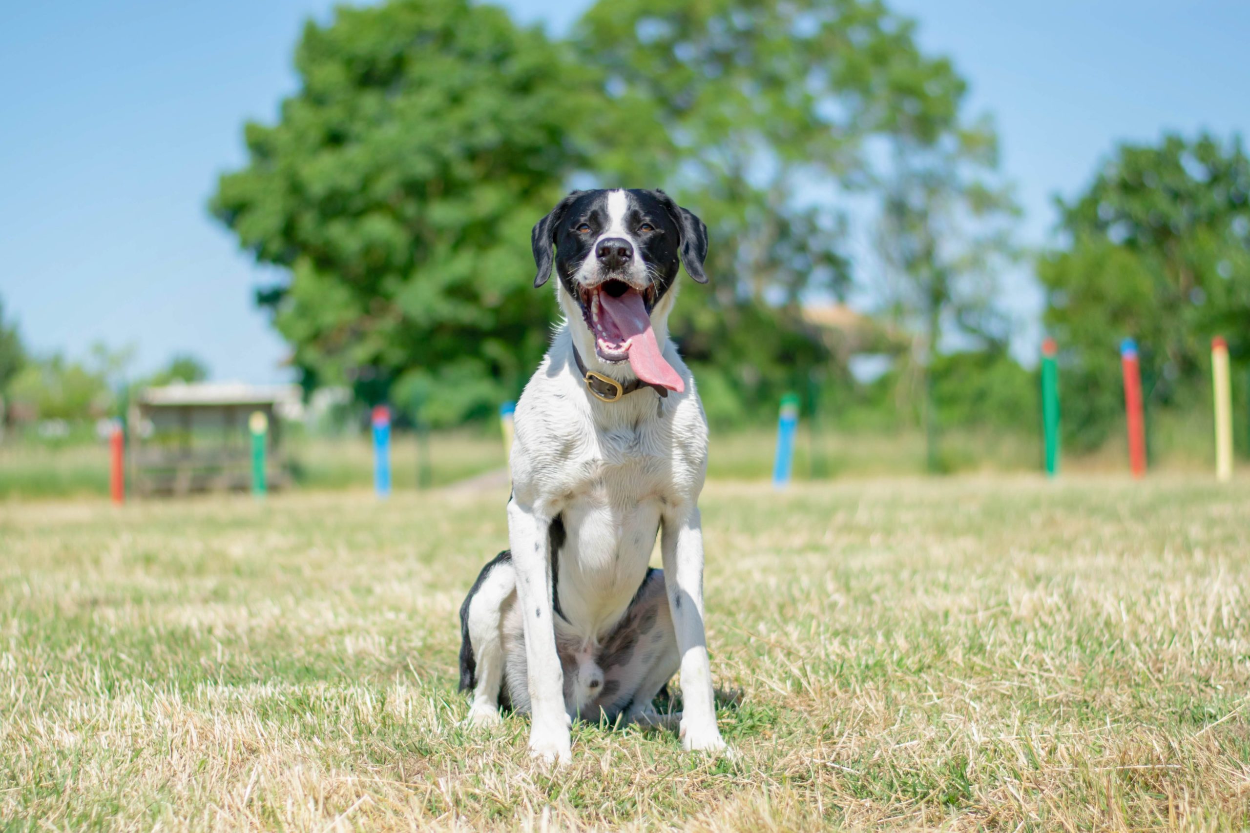 lovely-dogs-toutouparc-camping-avec-chien-le-port-de-moricq.jpg