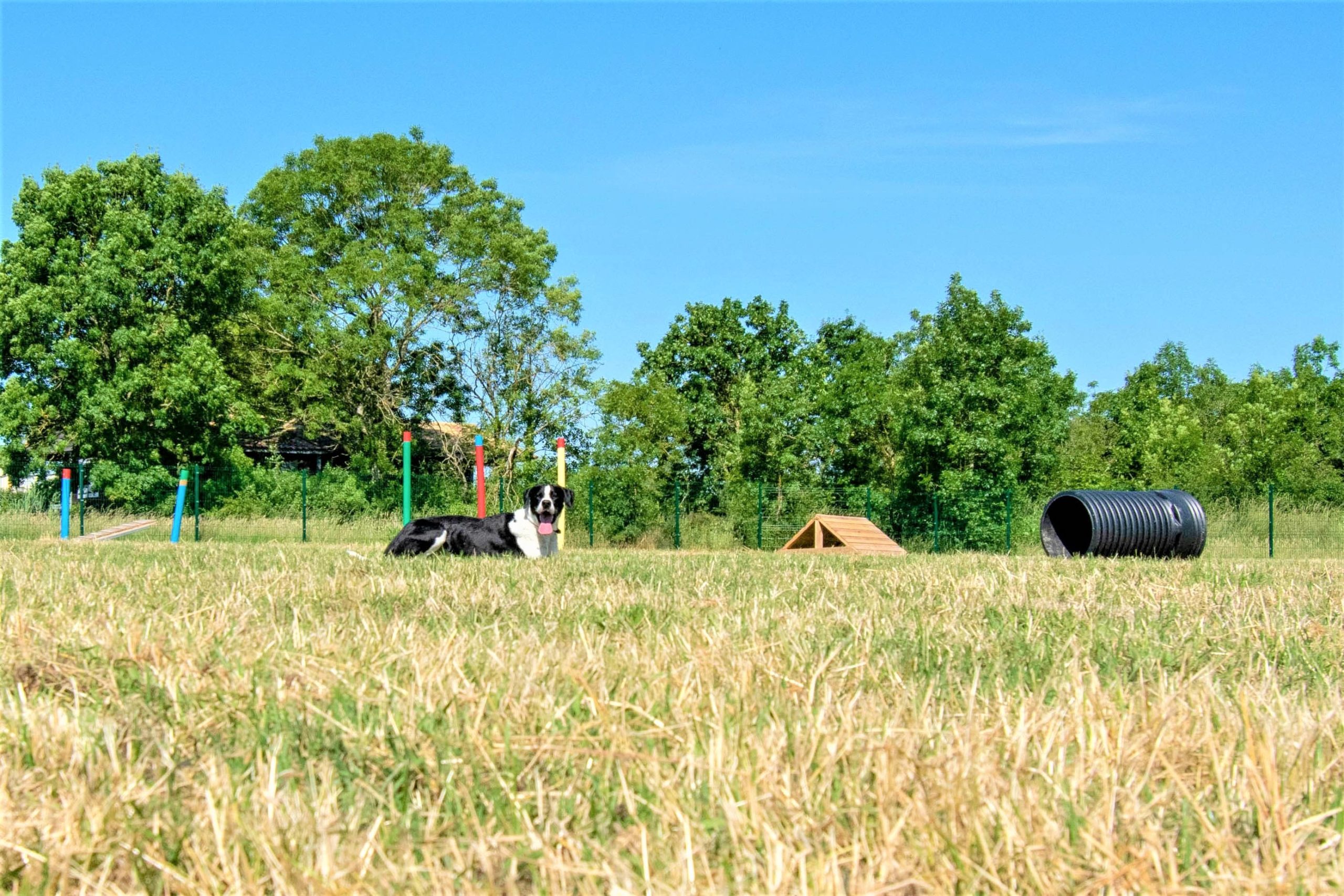 lovely-dogs-toutouparc2-camping-avec-chien-le-port-de-moricq.jpg