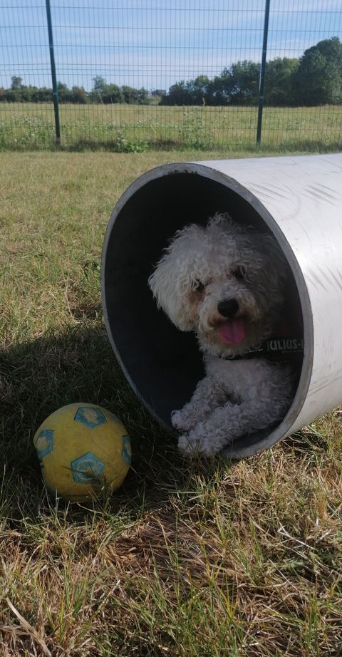 lovely-dogs-tunnel-camping-avec-chien-le-port-de-moricq.jpg