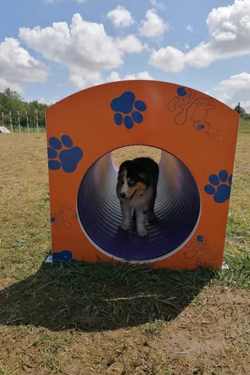 toutouparc-tunnel-camping-avec-chien-le-port-de-moricq