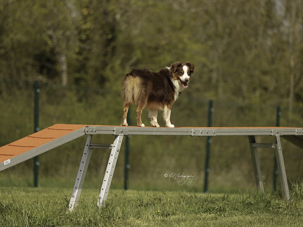 lovely-dogs-toutouparc-le-port-de-moricq