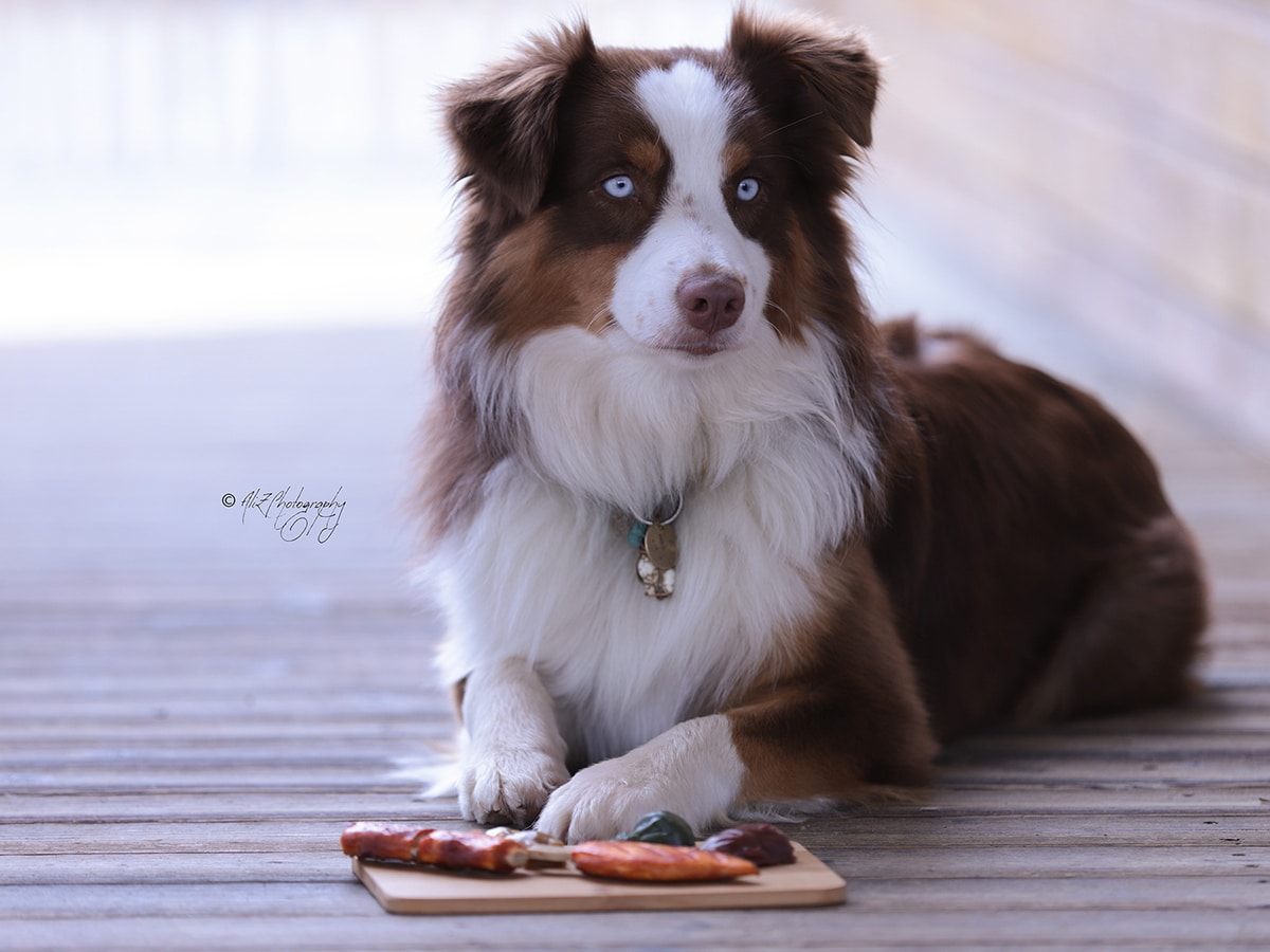 lovely-dogs-toutousnack-le-port-de-moricq