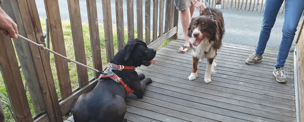 Bienvenue au Camping du Port de Moricq – Le Camping pour Chien en Vendée