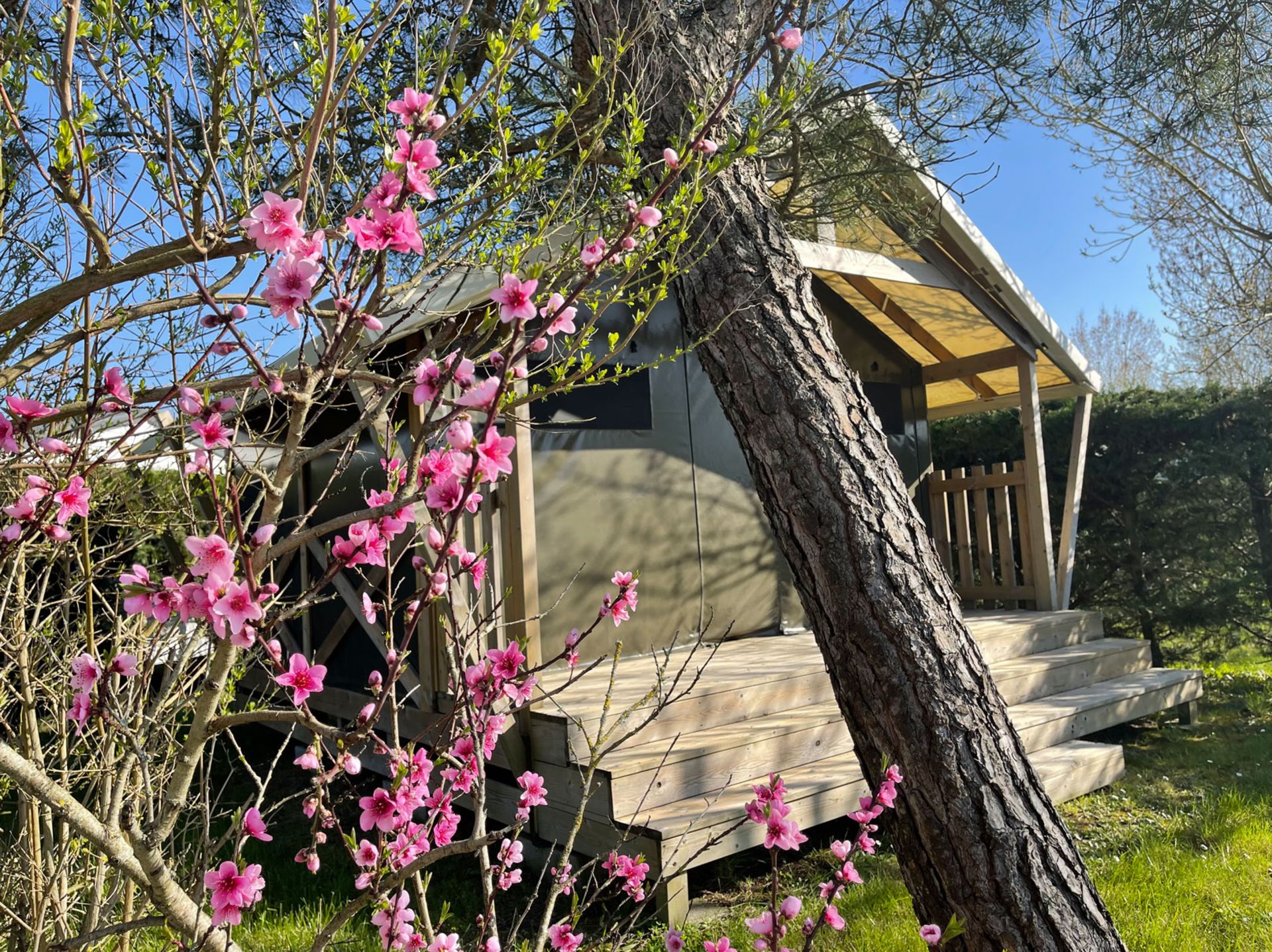 Chalet en bois entouré de fleurs roses.