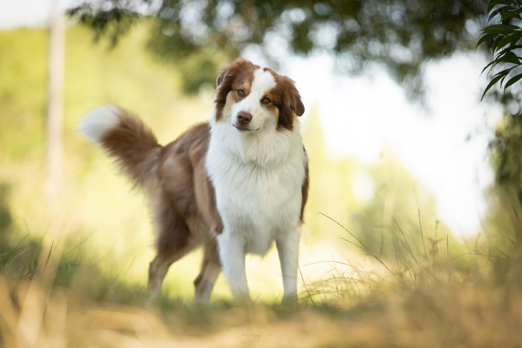 Chien posé dans un champ ensoleillé