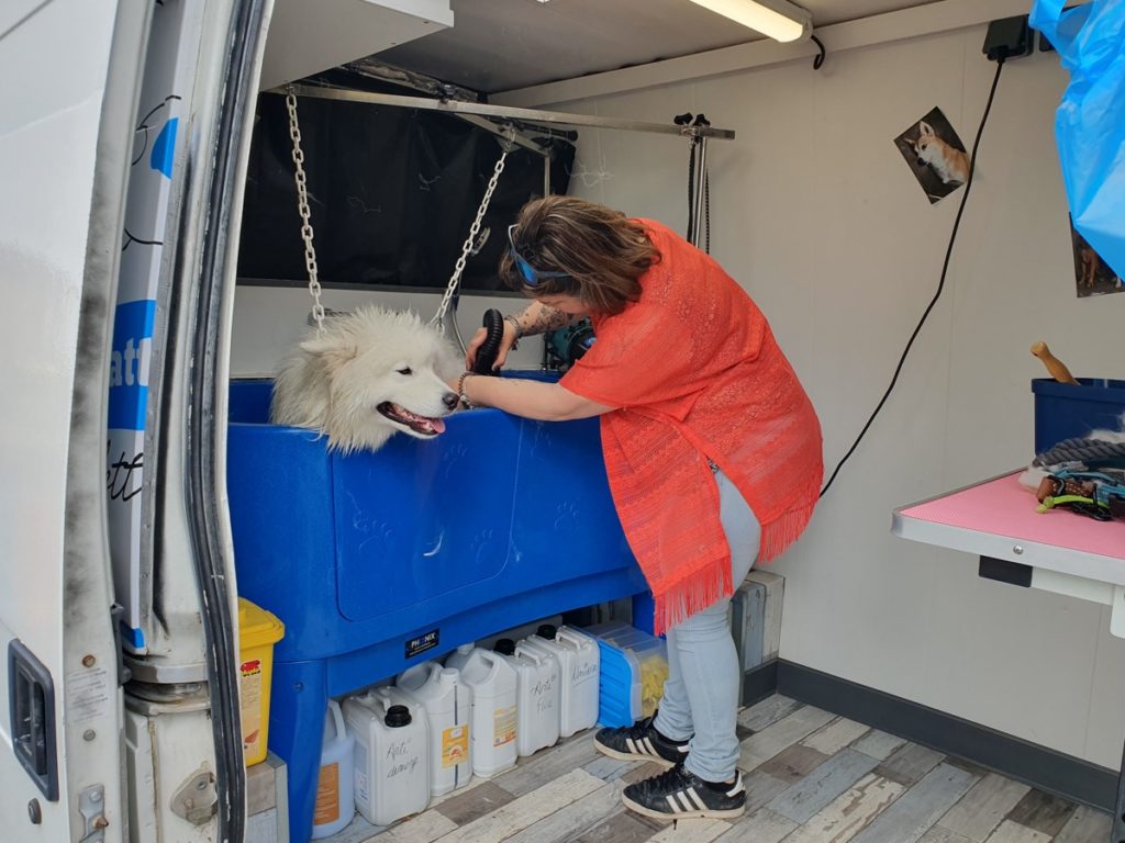 Toilettage d'un chien blanc dans un salon mobile.