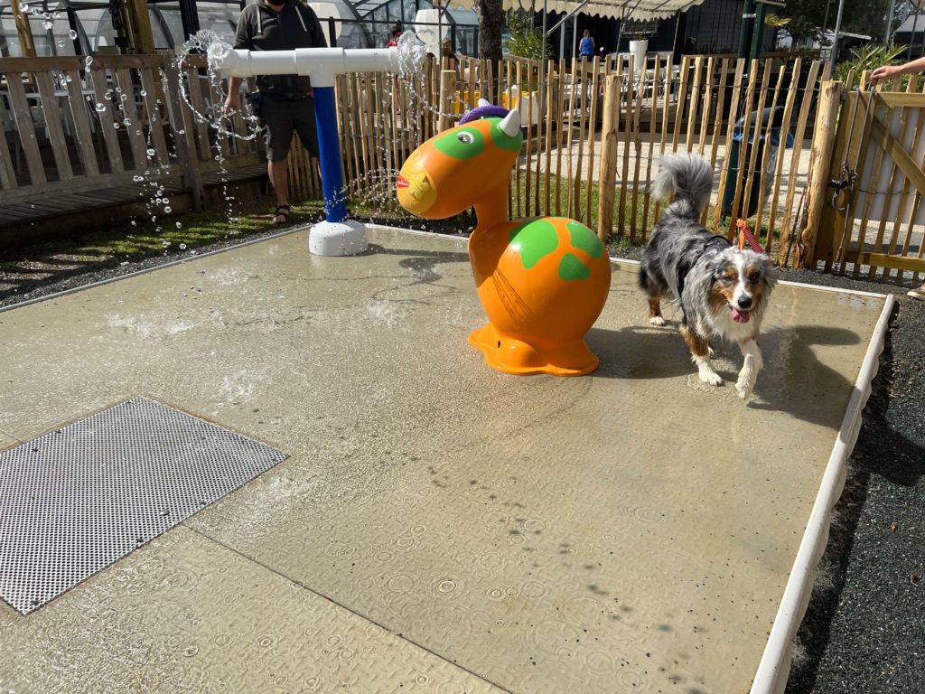 Chien jouant sur le terrain de jeux aquatique.