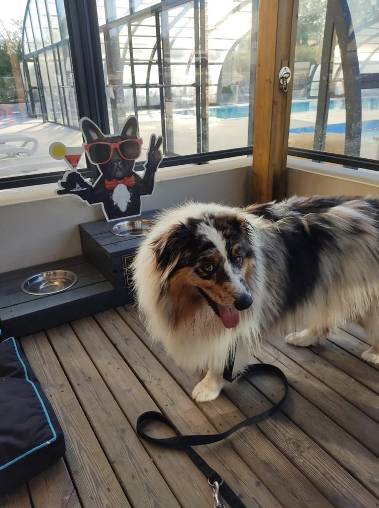 Chien devant décoration amusante en intérieur ensoleillé.