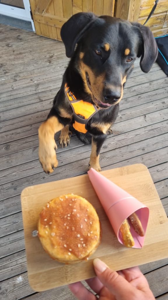 Chien attendant friandises sur planche en bois.