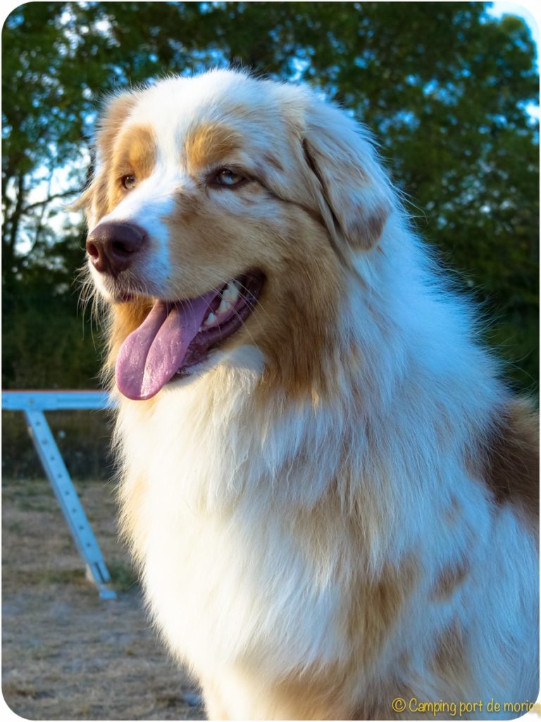 Chien australien souriant sous les arbres verdoyants