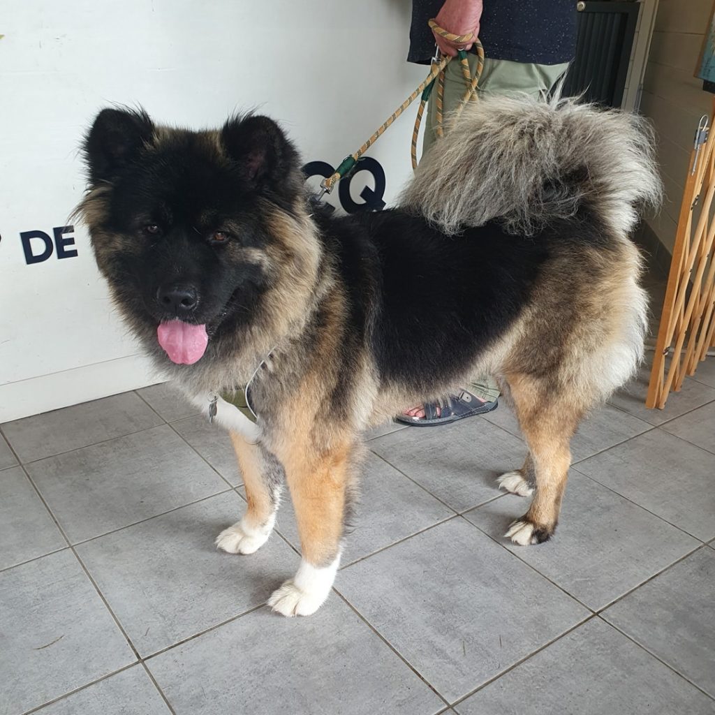 Grand chien Akita Inu en laisse, intérieur.