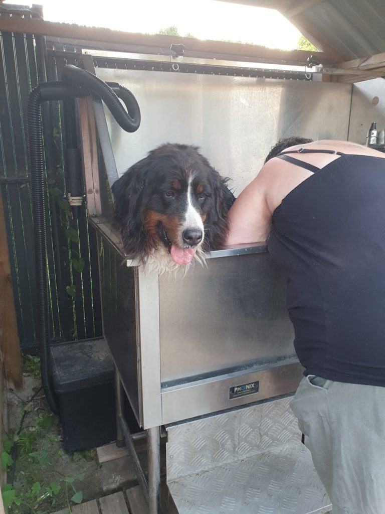 Chien dans un bain pour toilettage extérieur.