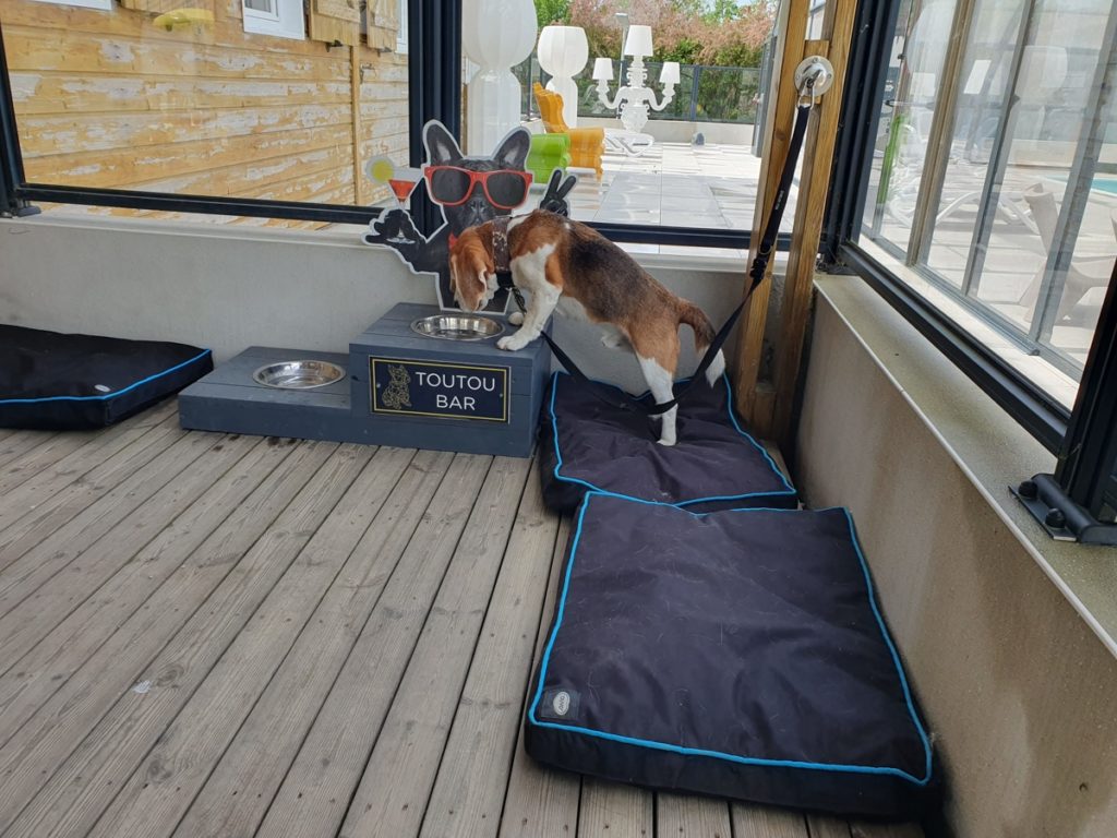 Chien buvant à un bar spécial Toutou