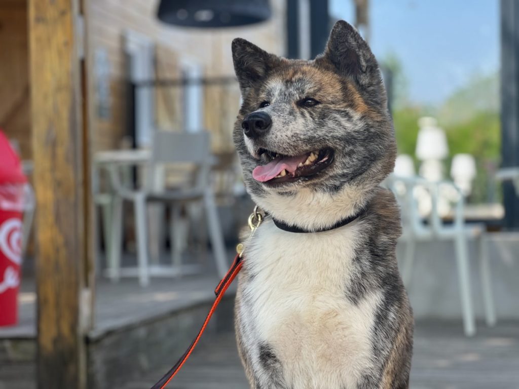 Chien Akita heureux sur une terrasse ensoleillée.