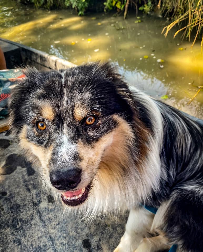 Chien heureux près d'un cours d'eau ombragé.