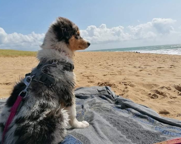Chien assis sur la plage regardant la mer.