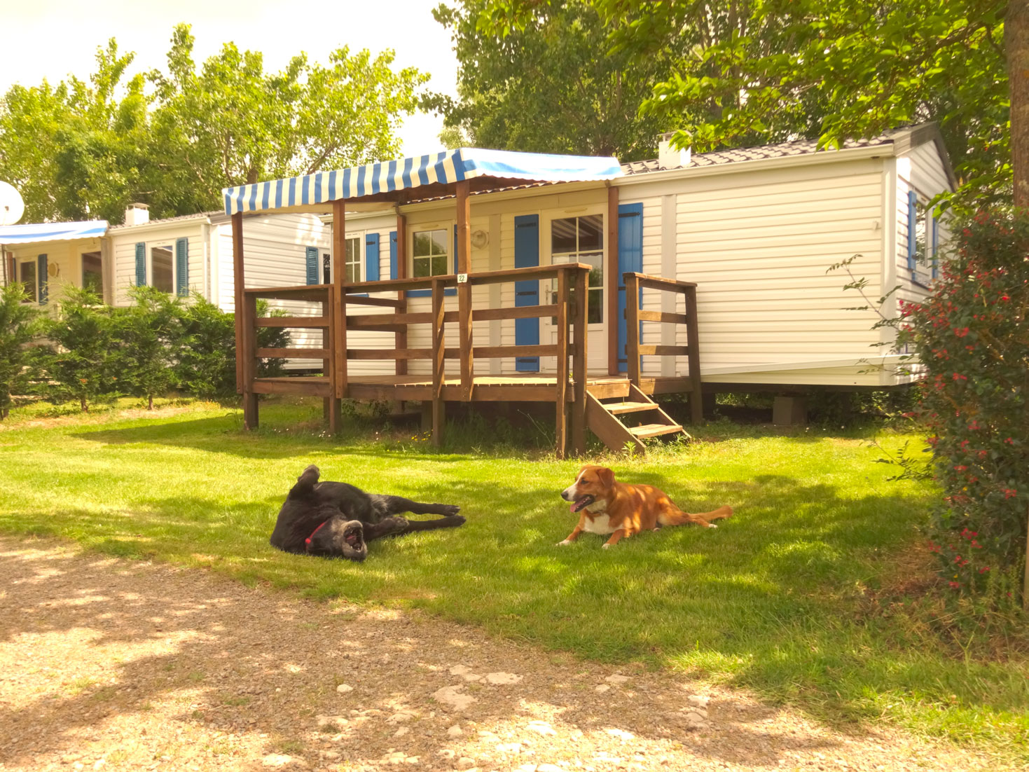 Chiens devant mobil-home dans un camping.