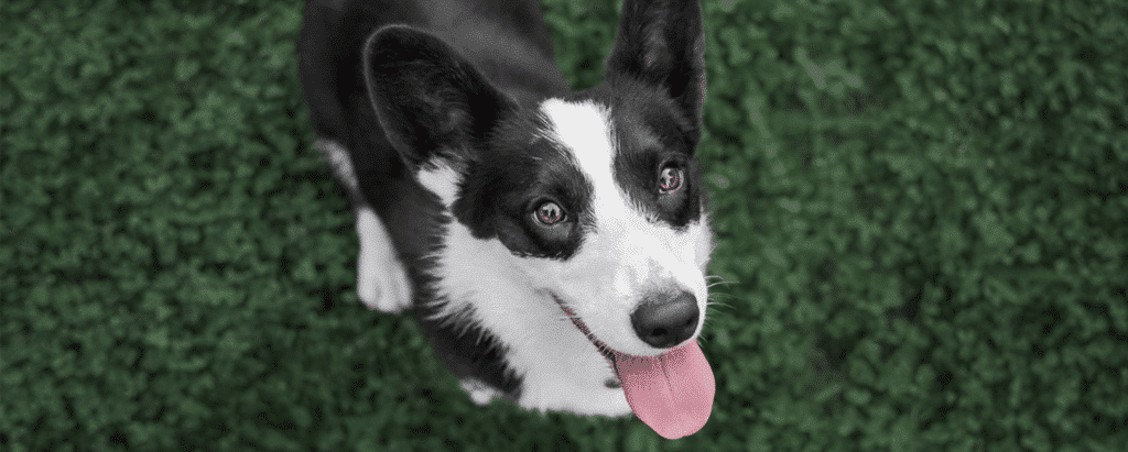 Chien noir et blanc sur herbe verte, langue dehors.