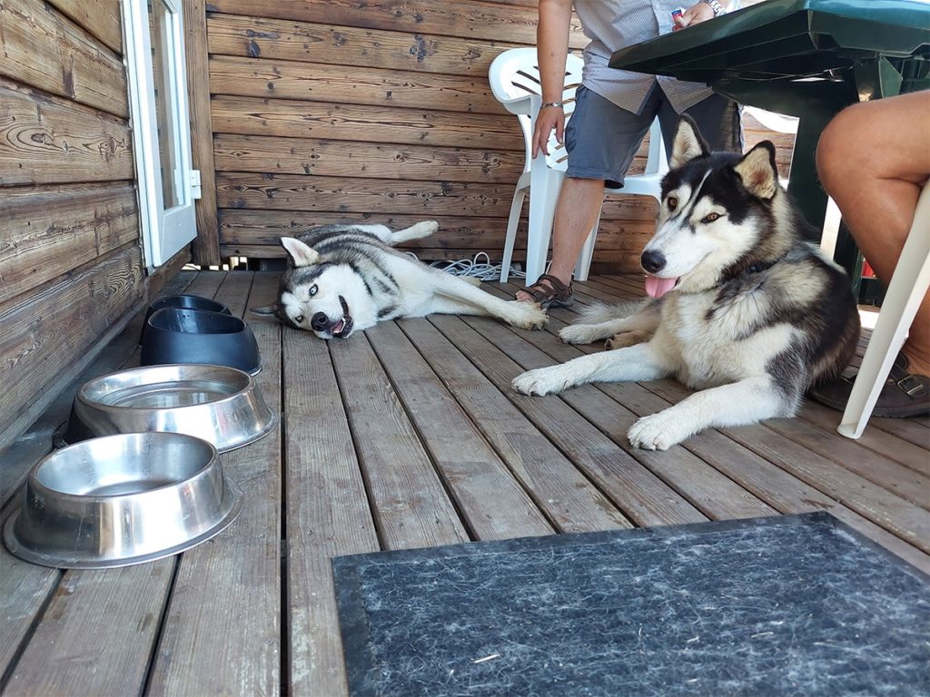 Deux huskies se reposent sur une terrasse en bois.