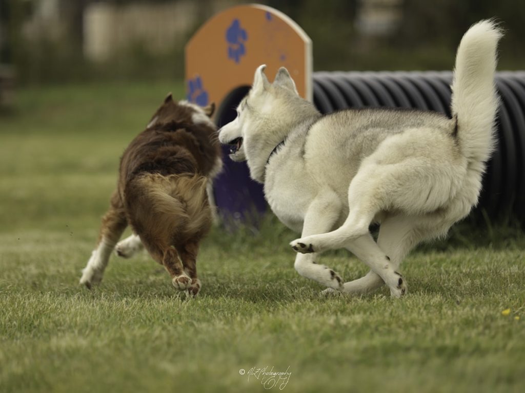 Deux chiens courant dans un parc à obstacles.
