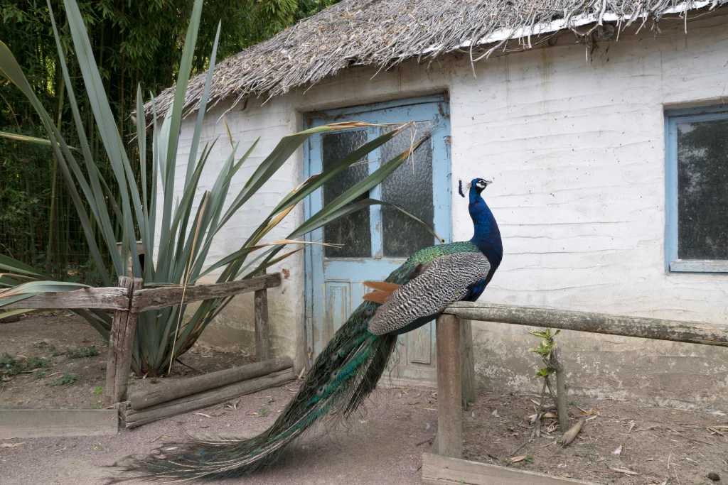 Paon devant une cabane en bois et paille