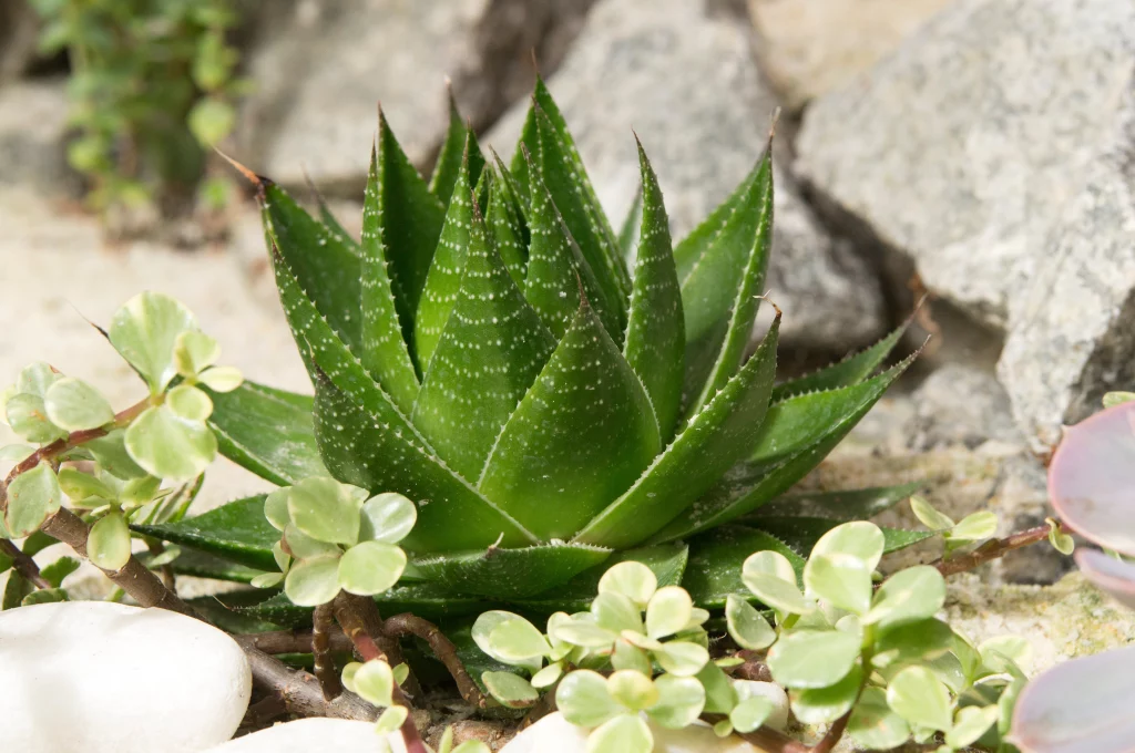Plante succulente verte sur fond rocheux