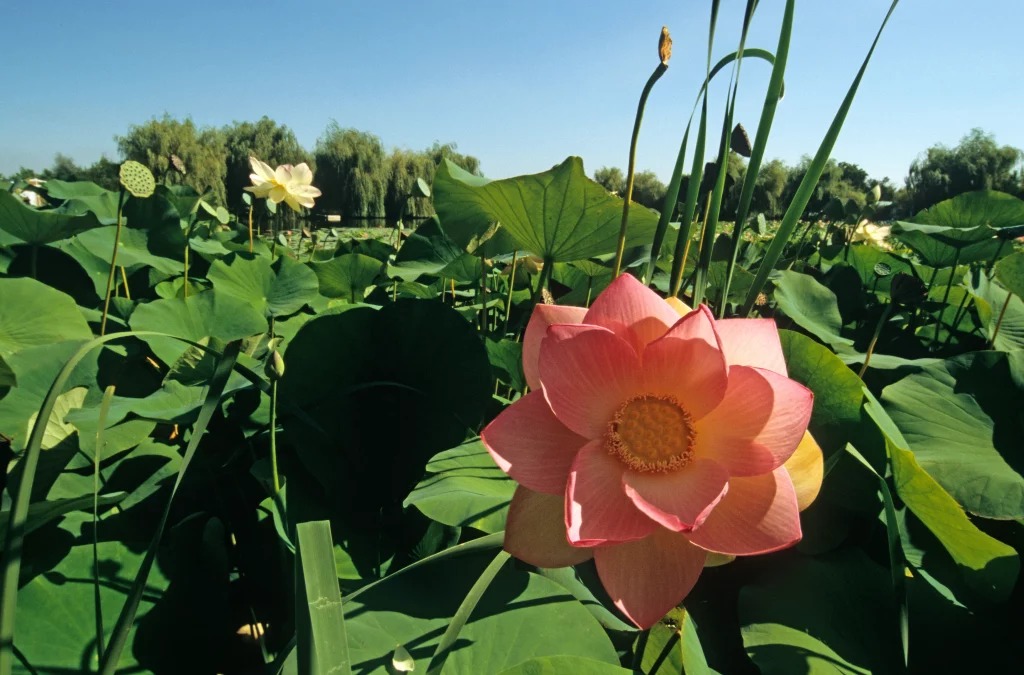 Fleur de lotus rose dans un étang luxuriant.