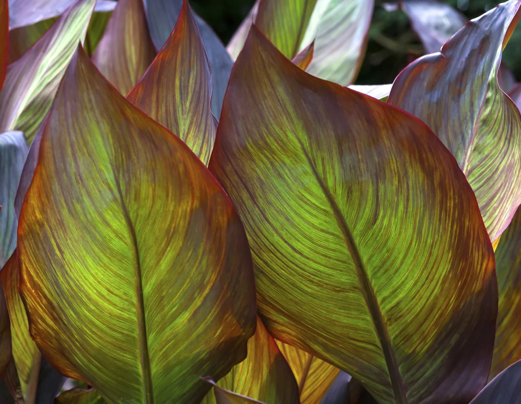 Feuilles tropicales aux couleurs vibrantes et lumineuses.