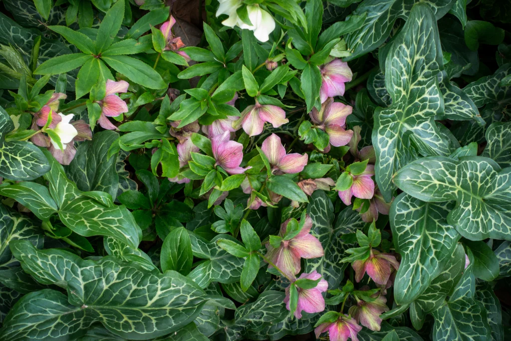 Fleurs roses et feuilles vertes en gros plan.