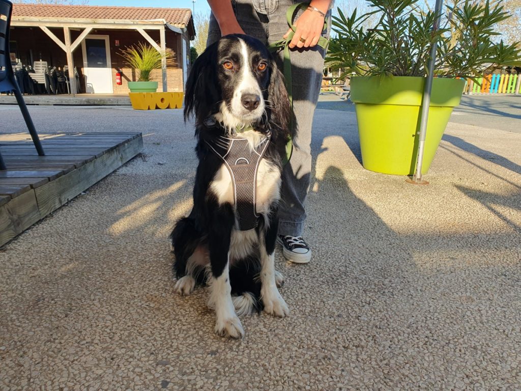 Chien en laisse assis sur une terrasse.