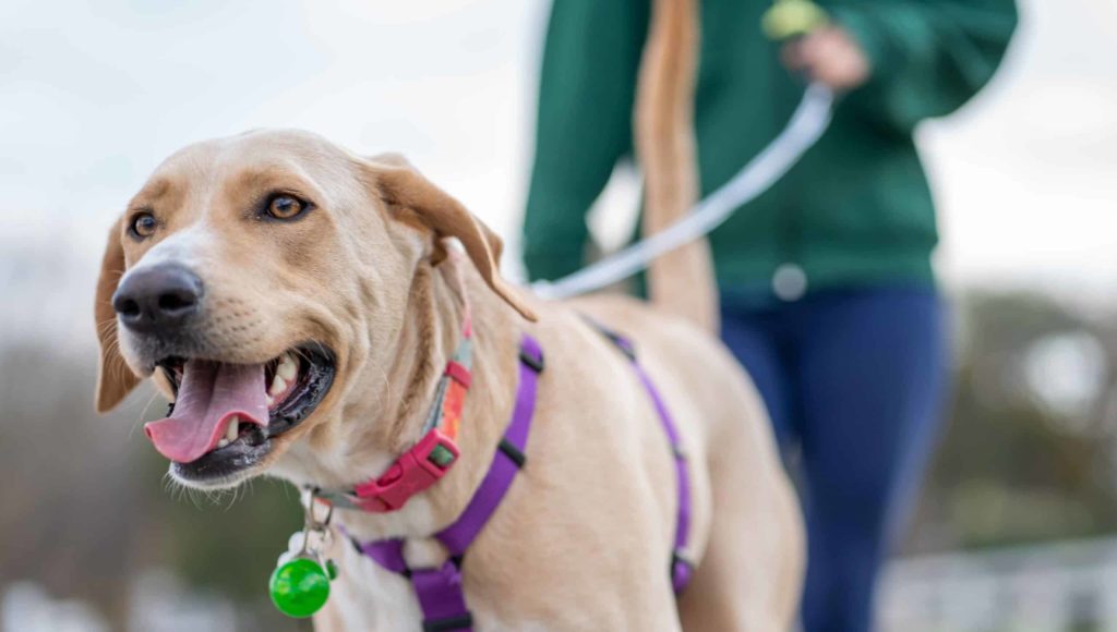 Chien marron promené en laisse dehors.
