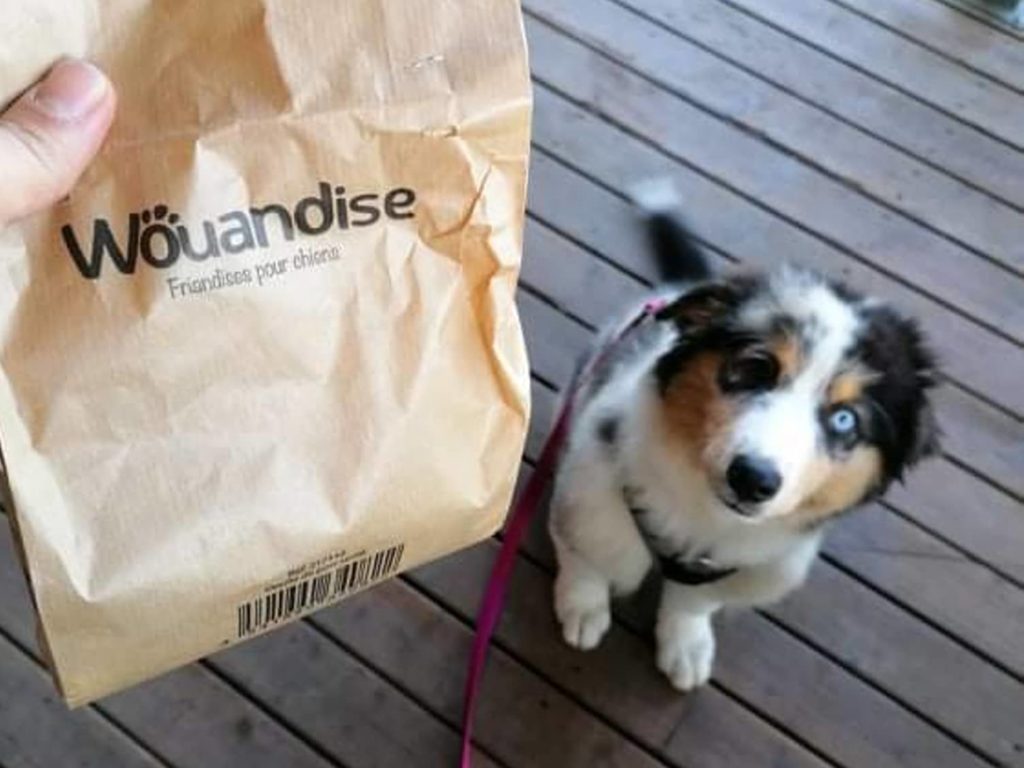 Chien assis devant sac de friandises pour chiens.