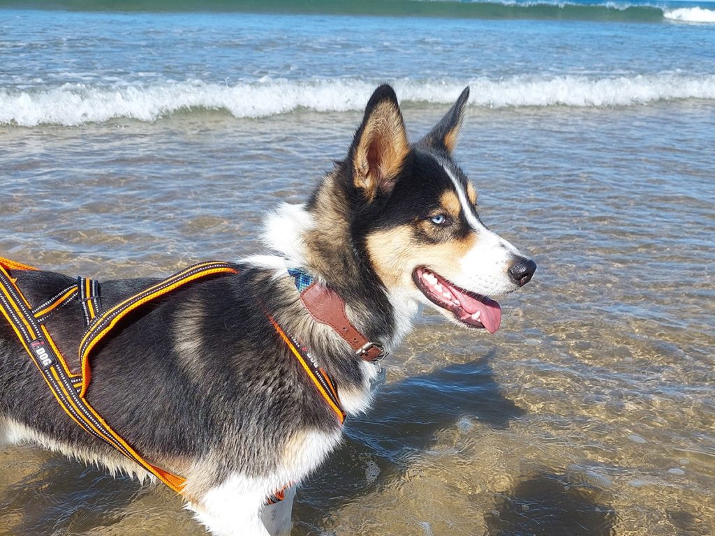 Chien husky sur la plage, heureux et mouillé.