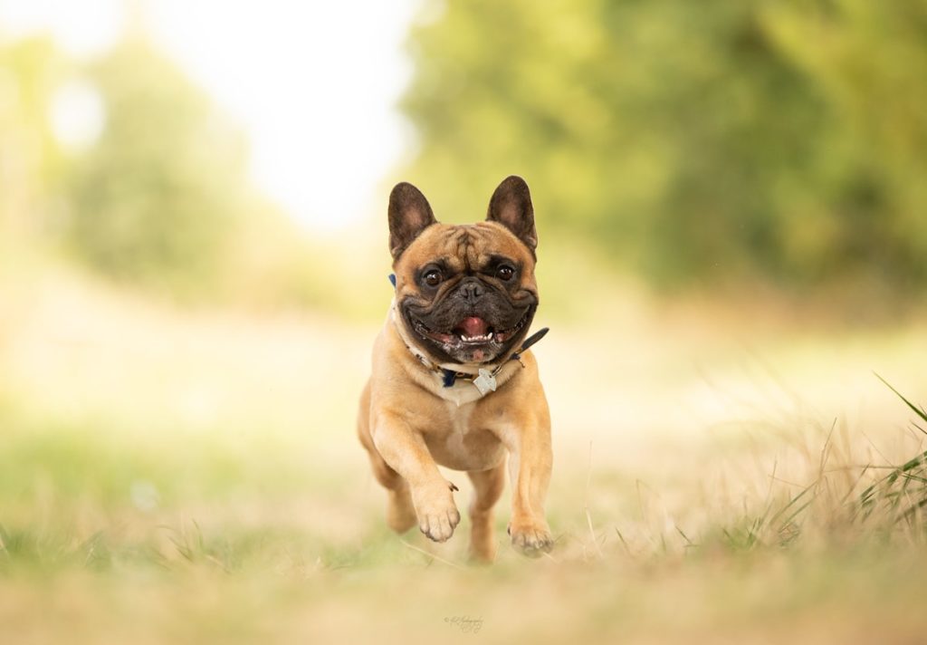Bouledogue français courant dans un parc ensoleillé.