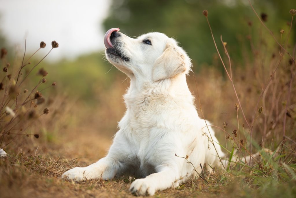 Chien blanc allongé sur l'herbe, langue dehors.
