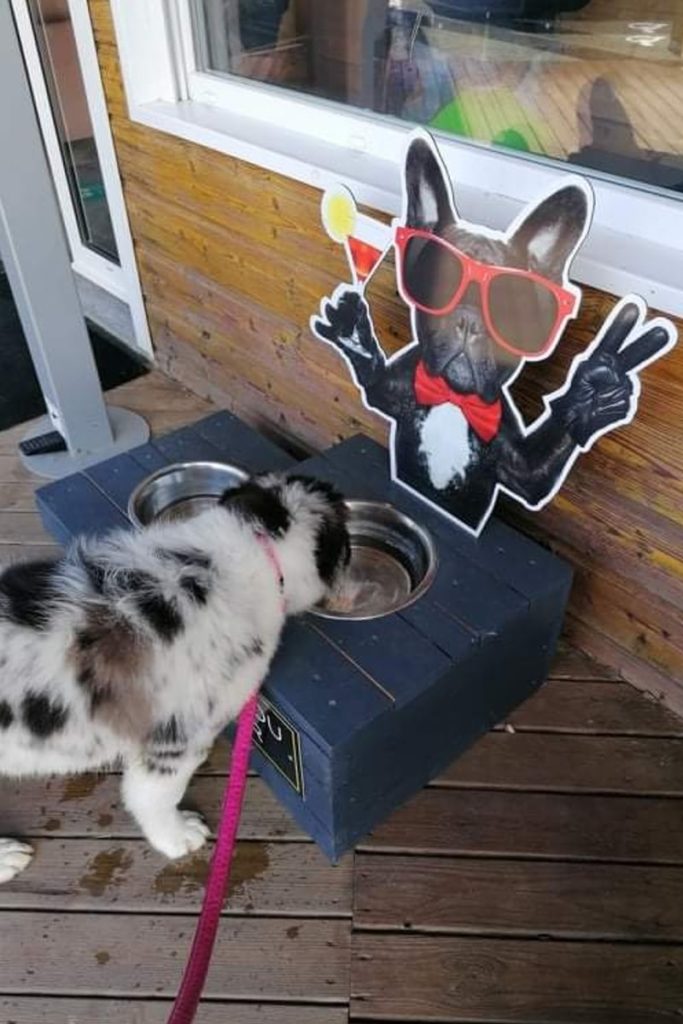 Chien buvant à côté d'une affiche amusante.