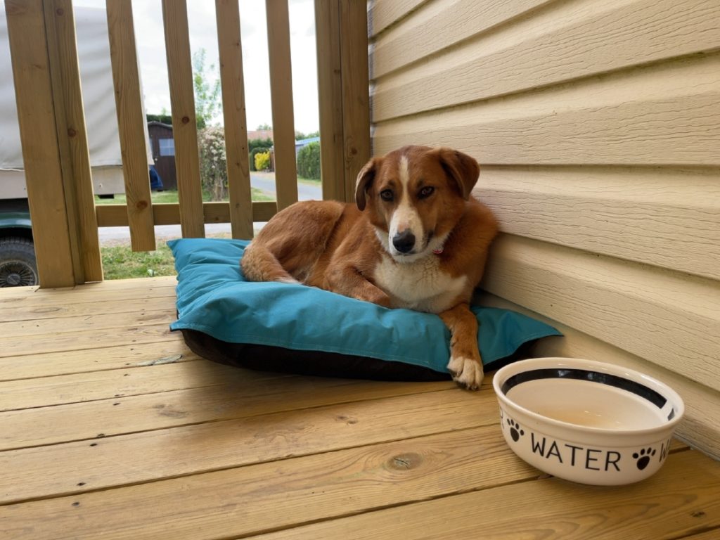 Chien allongé sur coussin bleu, à côté d'une gamelle.