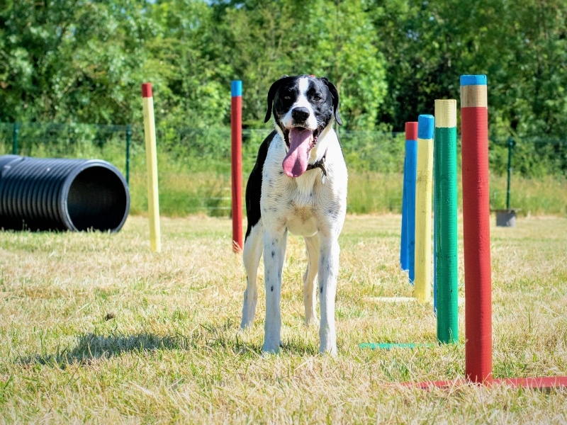 Chien dans un parcours d'agilité en plein air.