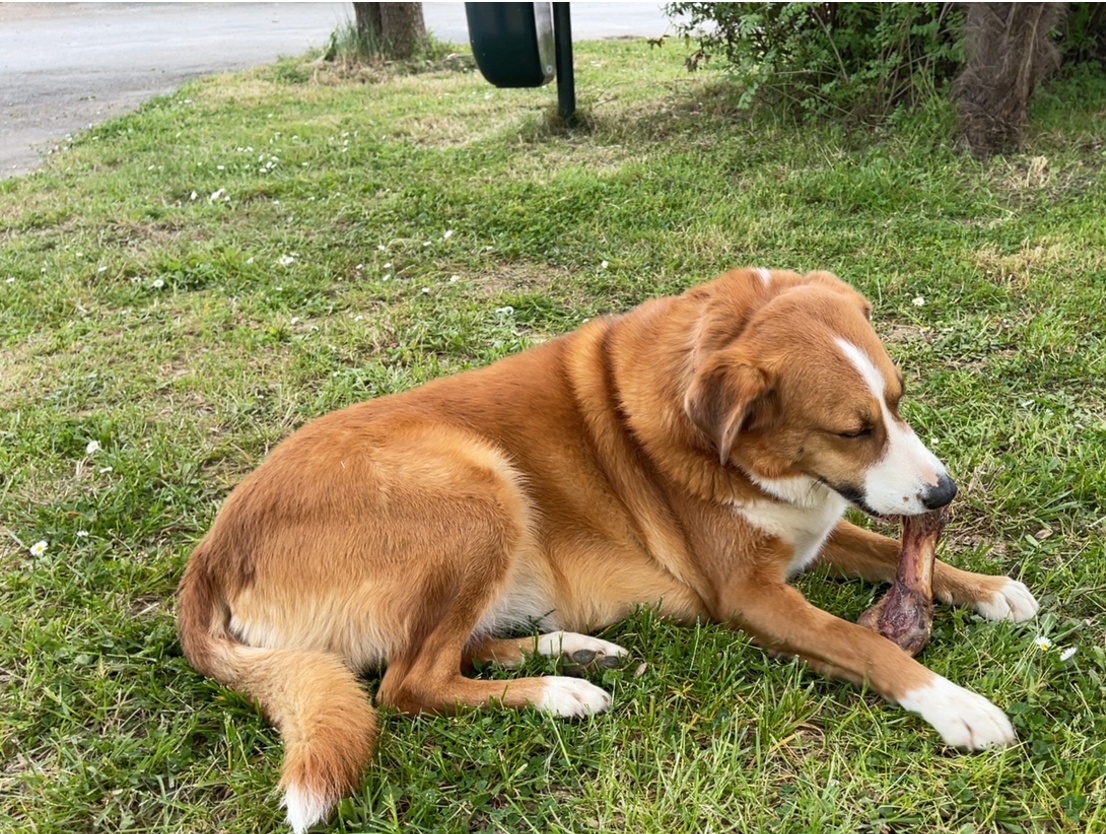 Chien allongé mangeant un os dans l'herbe.
