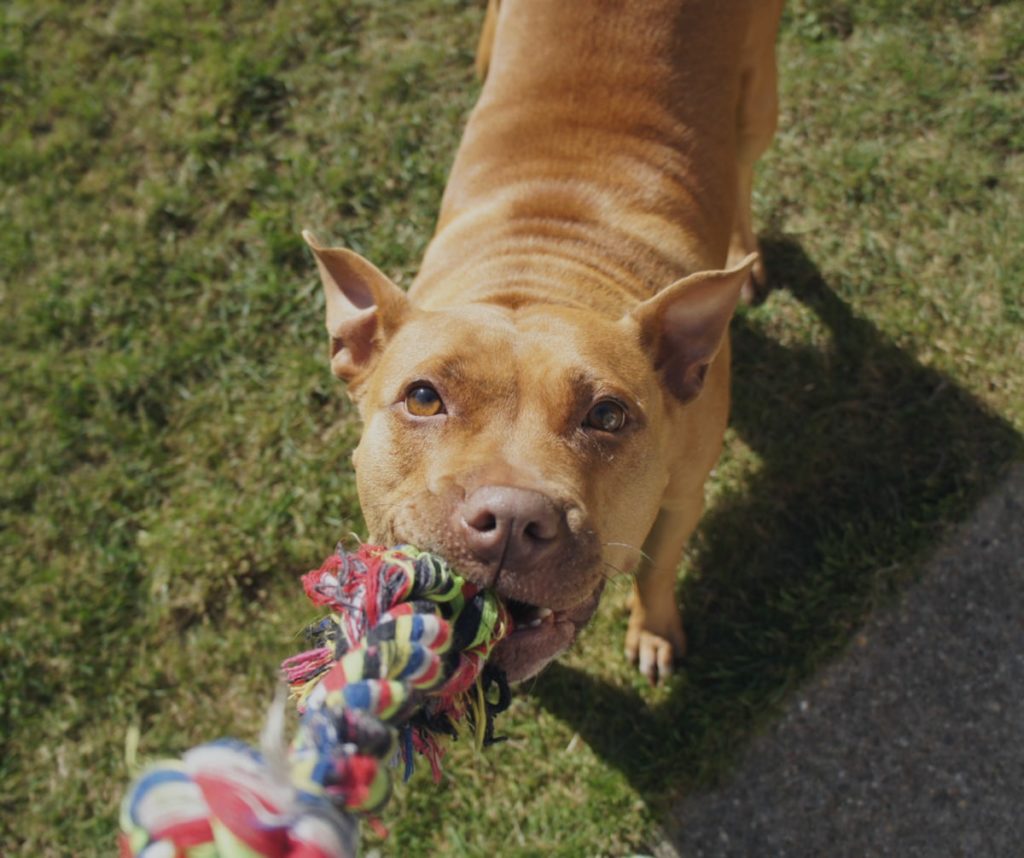 Chien jouant avec une corde dans le jardin.