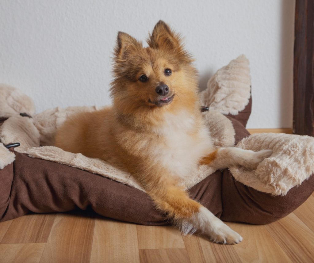 Chien couché dans un panier moelleux
