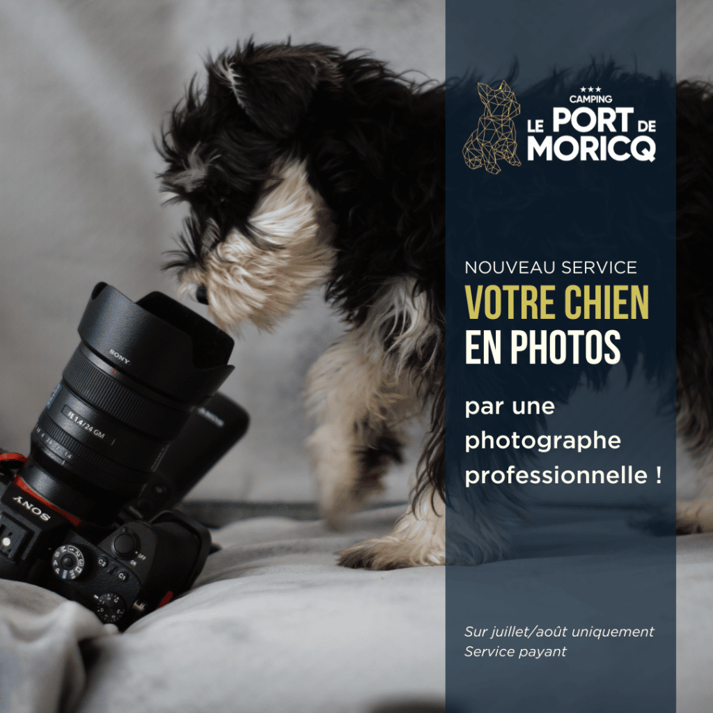 Chien photographié avec appareil photo professionnel