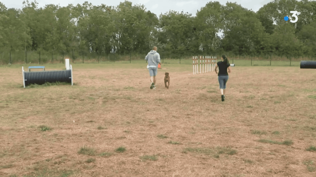 Course d'agilité avec un chien sur un terrain.