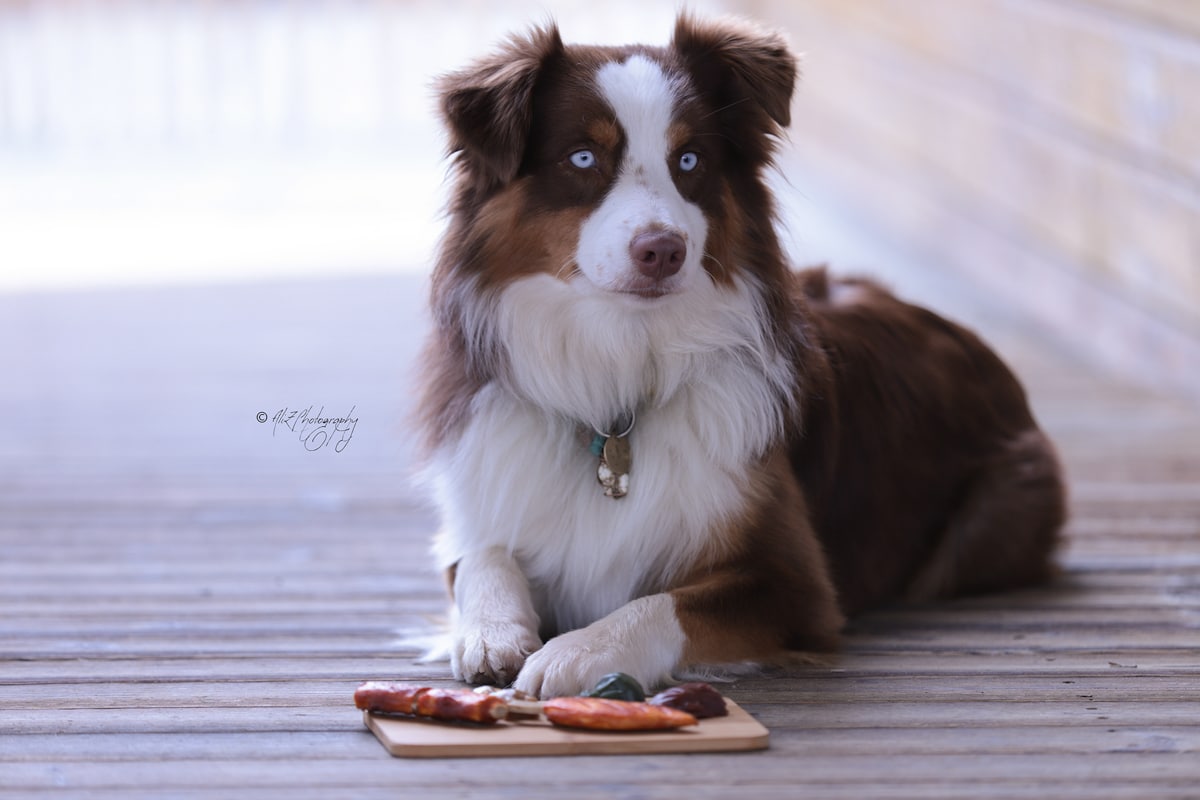 Chien posé avec plateau de charcuterie sur terrasse.