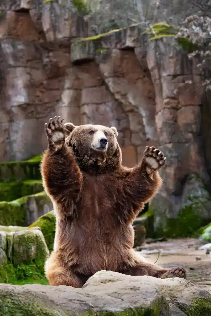 Brown bear standing with paws up.