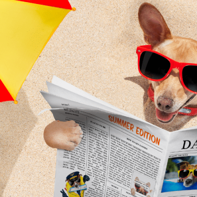 actualite-camping-elu-prefere-des-chiens
