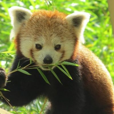 animaux-zoo-sables